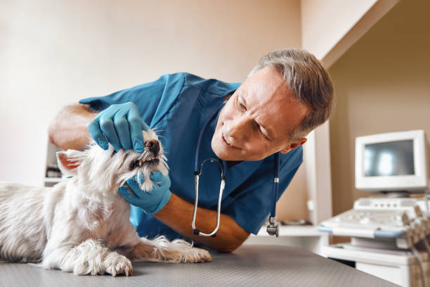 Best Emergency Gum Treatment in Garfield, TX